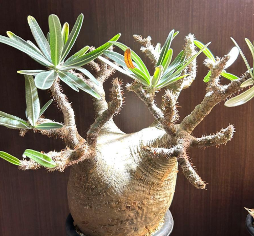 Pachypodium gracilius 6 Seeds