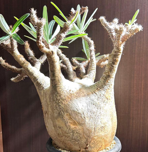 Pachypodium gracilius 6 Seeds