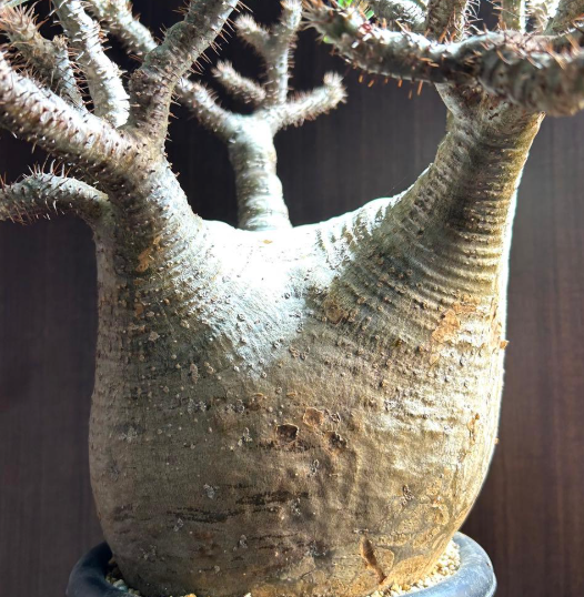 Pachypodium gracilius 6 Seeds