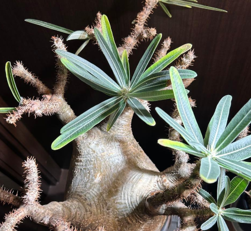 Pachypodium gracilius 6 Seeds