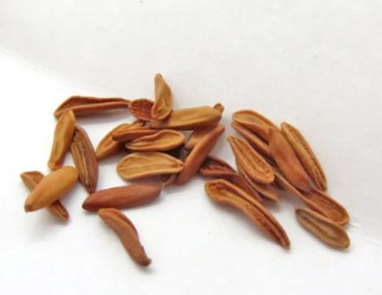 Pachypodium gracilius 6 Seeds