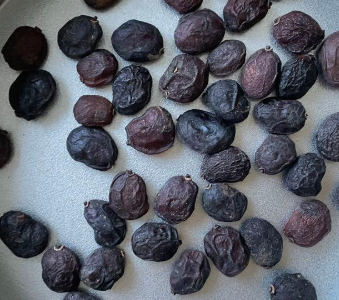 Operculicarya hyphaenoides Variegated 7 Seeds