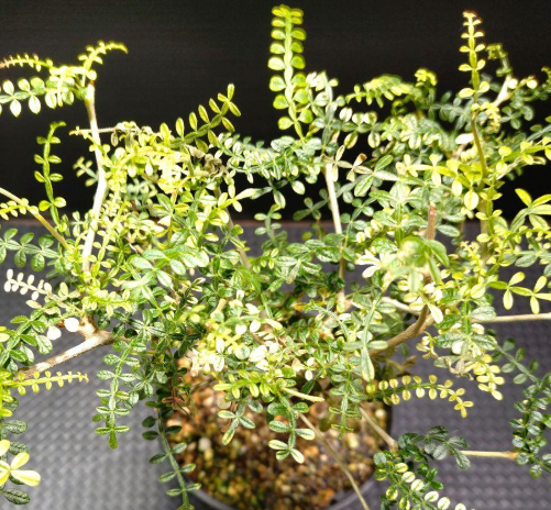 Operculicarya hyphaenoides Variegated 7 Seeds