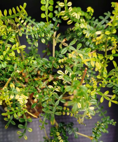 Operculicarya hyphaenoides Variegated 7 Seeds