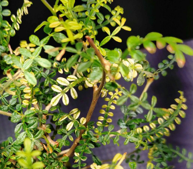 Operculicarya hyphaenoides Variegated 7 Seeds
