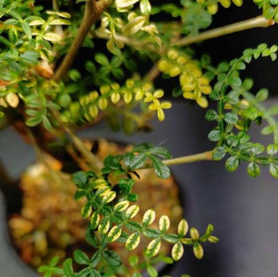 Operculicarya hyphaenoides Variegated 7 Seeds