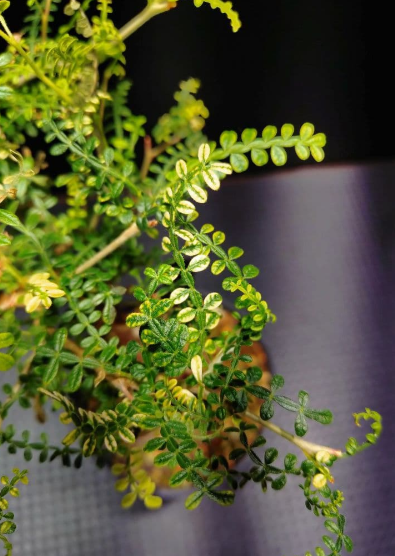 Operculicarya hyphaenoides Variegated 7 Seeds