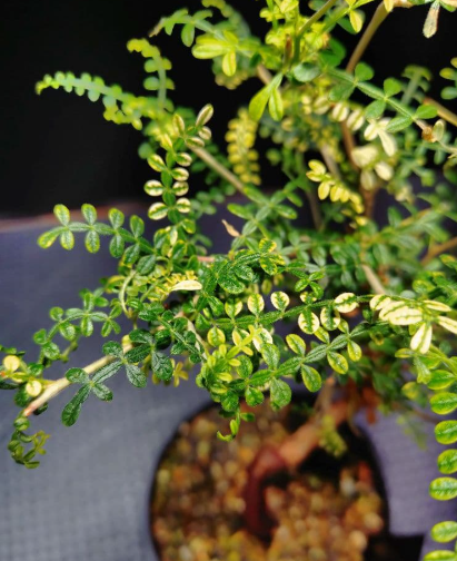 Operculicarya hyphaenoides Variegated 7 Seeds