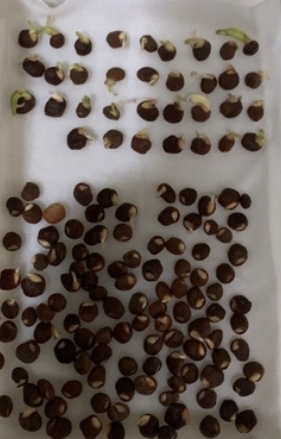 Operculicarya hyphaenoides 7 Seeds