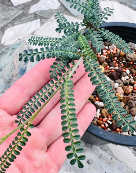 Operculicarya hyphaenoides 7 Seeds