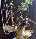 Commiphora kataf - White Bark - 5 Seeds