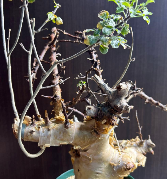Commiphora kataf - White Bark - 5 Seeds