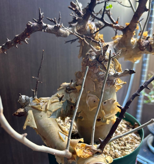 Commiphora kataf - White Bark - 5 Seeds