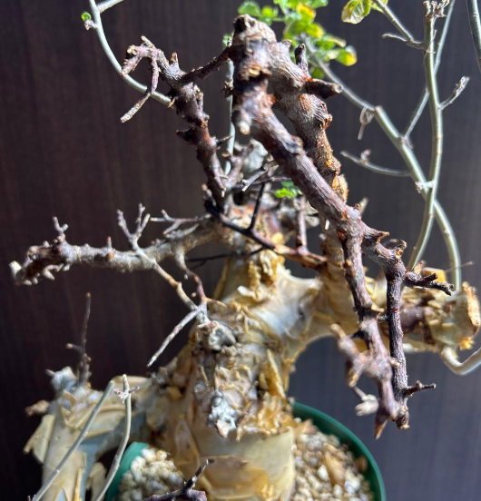Commiphora kataf - White Bark - 5 Seeds