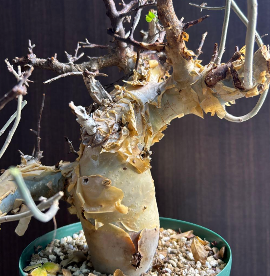 Commiphora kataf - White Bark - 5 Seeds