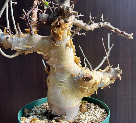 Commiphora kataf - White Bark - 5 Seeds