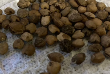 Commiphora kataf - White Bark - 5 Seeds