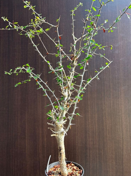 Commiphora simplicifolia 5 Seeds