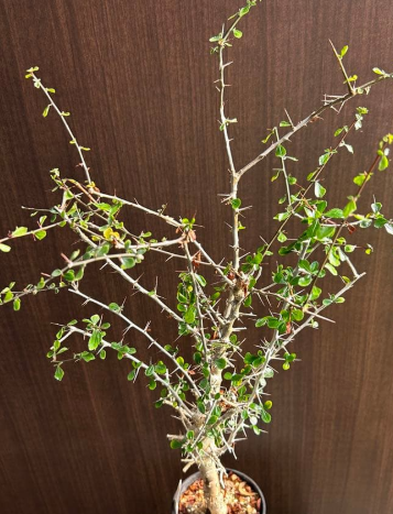 Commiphora simplicifolia 5 Seeds