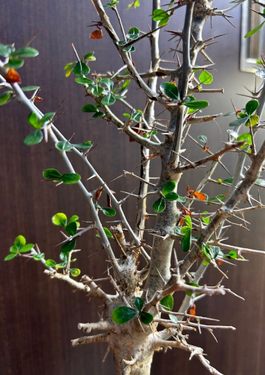Commiphora simplicifolia 5 Seeds