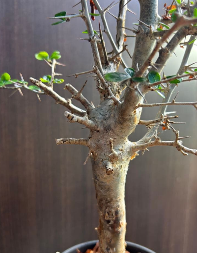 Commiphora simplicifolia 5 Seeds