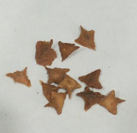 Boswellia Neglecta 5 Seeds