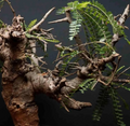 Boswellia Neglecta 5 Seeds
