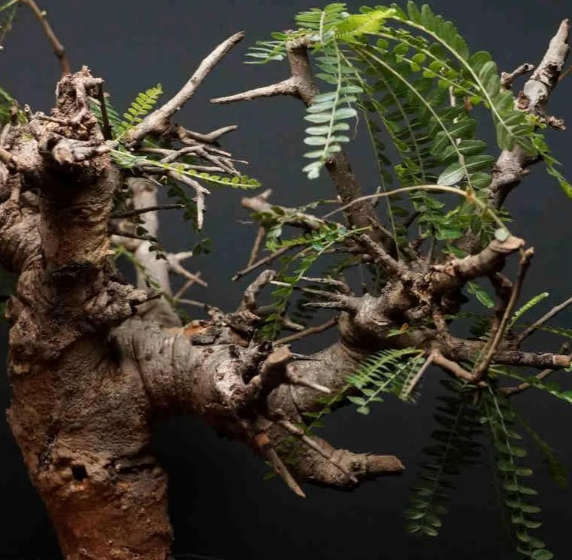 Boswellia Neglecta 5 Seeds