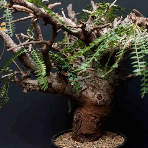 Boswellia Neglecta 5 Seeds