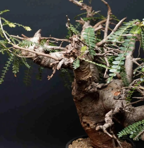 Boswellia Neglecta 5 Seeds