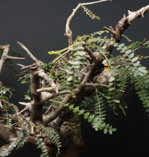 Boswellia Neglecta 5 Seeds