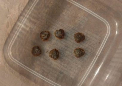 Adenia glauca 5 Seeds