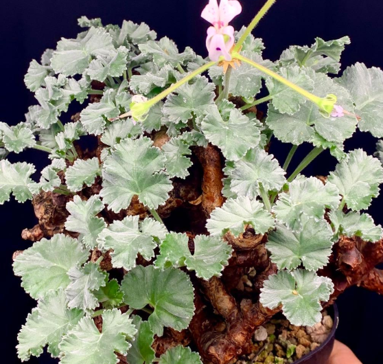 Pelargonium mirabile 3 Seeds