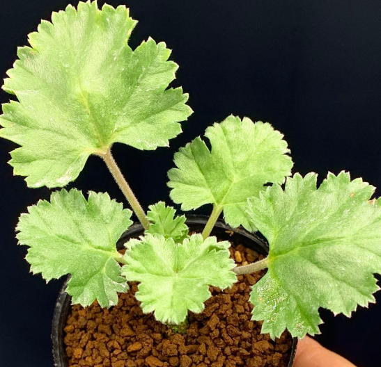 Pelargonium mirabile 3 Seeds