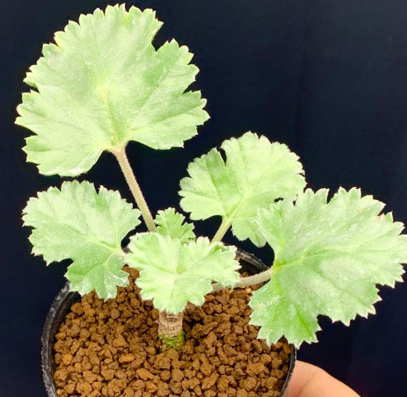 Pelargonium mirabile 3 Seeds
