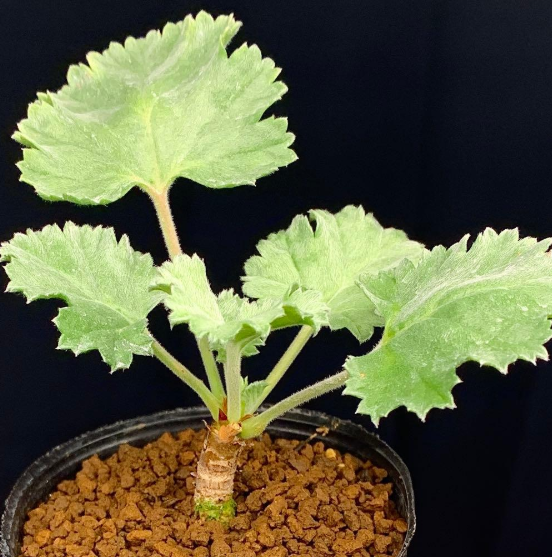 Pelargonium mirabile 3 Seeds