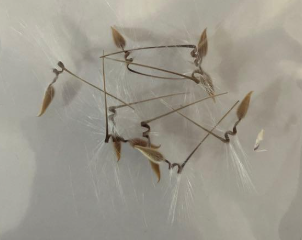 Pelargonium mirabile 3 Seeds