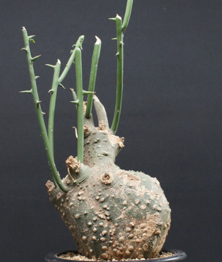 Adenia globosa 5 Seeds
