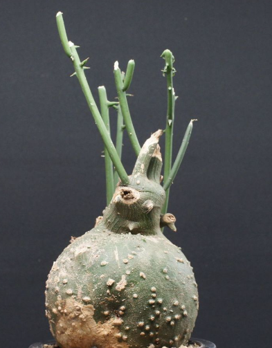 Adenia globosa 5 Seeds
