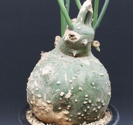 Adenia globosa 5 Seeds