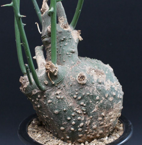 Adenia globosa 5 Seeds