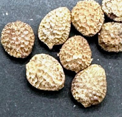Adenia pseudoglobosa 5 Seeds