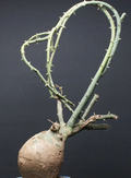 Adenia pseudoglobosa 5 Seeds