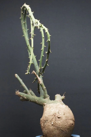 Adenia pseudoglobosa 5 Seeds