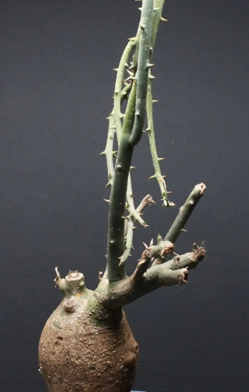 Adenia pseudoglobosa 5 Seeds