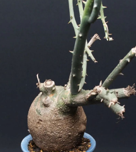 Adenia pseudoglobosa 5 Seeds