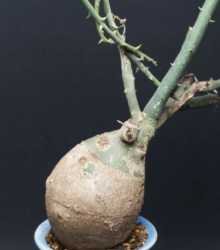 Adenia pseudoglobosa 5 Seeds