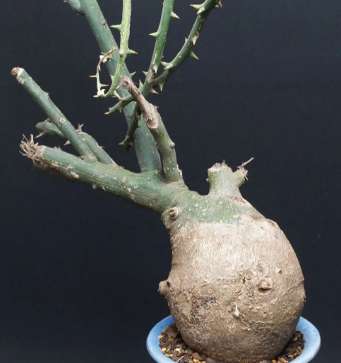 Adenia pseudoglobosa 5 Seeds