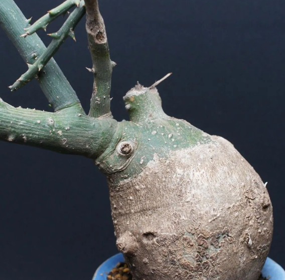 Adenia pseudoglobosa 5 Seeds