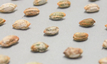 Cyphostemma uter var. macropus 5 Seeds